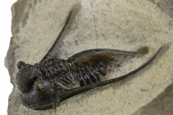 Long-Spined Cyphaspis Trilobite - Foum Zguid, Morocco #311134